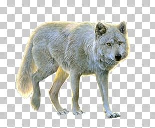 Wolf PNG, Clipart, Wolf Free PNG Download
