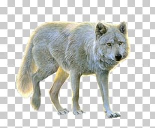 Gray Wolf PNG Transparent Images Free Download