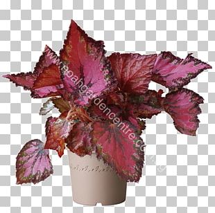 Painted-leaf Begonia Plant Petal Fern PNG