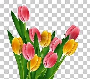 Tulip Mothers Day PNG
