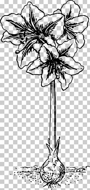 Premium Vector  Lilly amaryllis hippeastrum blooming flower selection of  black and white outline vector drawing