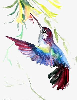 Hummingbird PNG, Clipart, Animals, Beak, Bird, Clip Art, Computer Icons ...