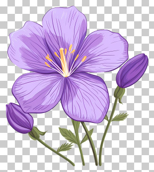 Purple Iris - Violet Floral Illustration With Botanical Details PNG