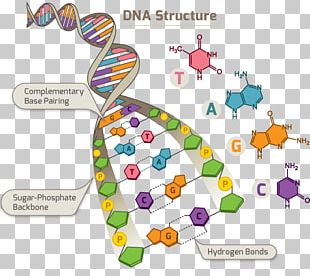 Genetics Single-nucleotide Polymorphism Mutation Genetic Variation PNG ...