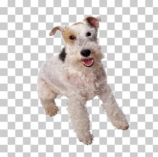 irish wire haired fox terrier