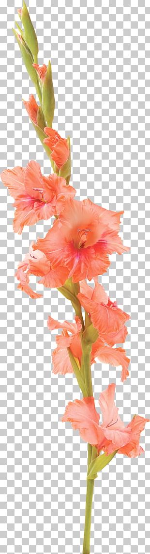 Watercolor Gladiolus Flower Graphic · Creative Fabrica