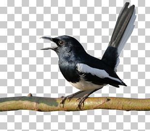 bird sound clipart free