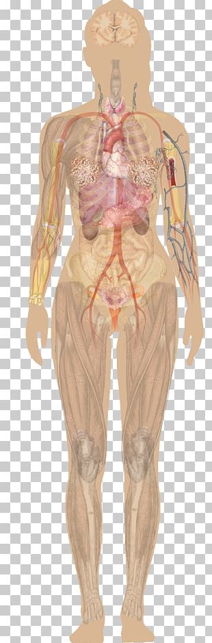 Human Body Anatomy Png Images Human Body Anatomy Clipart Free Download