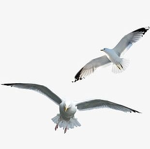 Seagull PNG, Clipart, Animal, Animals, Animals And Pets, Animals Birds ...
