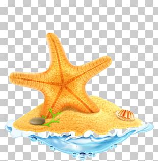 Seashell Starfish Beach PNG, Clipart, Animals, Beach, Clip Art ...