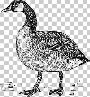 Nene Goose PNG Images, Nene Goose Clipart Free Download