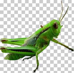 Grasshopper PNG, Clipart, Grasshopper Free PNG Download