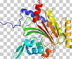 Organism Line PNG