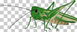 Grasshopper PNG, Clipart, Grasshopper Free PNG Download