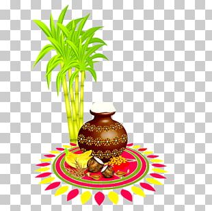 Thai Pongal Makar Sankranti Wish Lohri WhatsApp PNG, Clipart ...