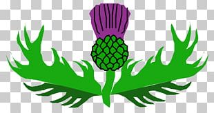 Scotland Milk Thistle Flower PNG, Clipart, Cut Flowers, Drawing ...