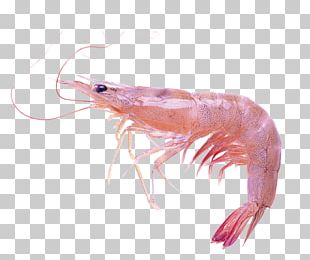 Prawns Caridea Giant Tiger Prawn Tambak Udang Shrimp PNG, Clipart ...