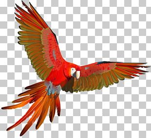 Scarlet Macaw Parrot Bird Blue-and-yellow Macaw PNG, Clipart, Animal ...