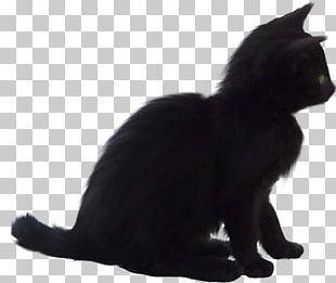 Kedi Png Images Kedi Clipart Free Download