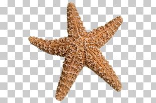 Starfish Sunny Beach Sandy Beach Sea PNG, Clipart, Animal, Animals ...