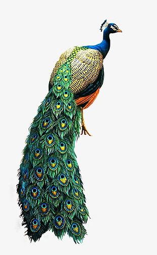 Peacock PNG, Clipart, Animal, Branches, Peacock, Peacock Clipart Free ...