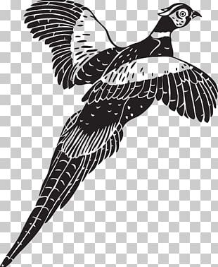 Falcon Silhouette PNG, Clipart, Beak, Bird, Black And White, Drawing ...