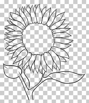 Common Sunflower Drawing White Black Png, Clipart, Black, Black And 