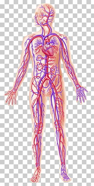 Wiring Diagram Heart Circulatory System Human Body PNG, Clipart, Artery