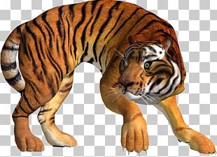 Tiger Lion PNG, Clipart, Akita, Akitainu, Animals, Big Cats, Carnivoran ...