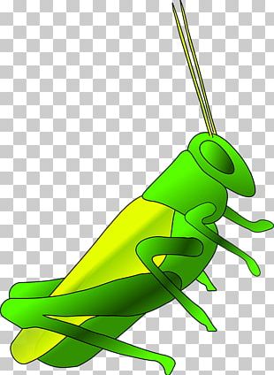 Insect Cricket PNG, Clipart, Art, Arthropod, Cartoon, Cricket, Download ...