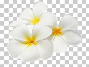 Flower Frangipani PNG, Clipart, Blog, Centerblog, Clip Art, Drawing ...