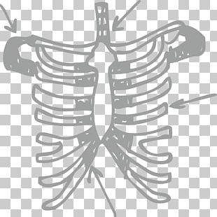 Bone Human Skeleton PNG