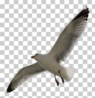 European Herring Gull Gulls Seabird PNG