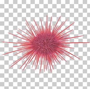 Red Sea Urchin Png Images Red Sea Urchin Clipart Free Download