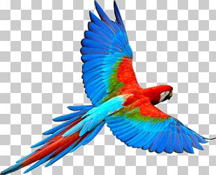 Parrot Bird Spix's Macaw Parakeet PNG, Clipart, Animals, Art, Beak ...