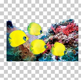 Coral Reef Sea Ocean PNG, Clipart, Aquarium, Aquarium Decor, Background ...