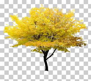 Twig Tree Yellow Maple PNG