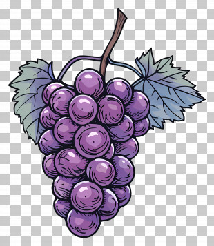 Purple Grape Bunch - Purple Grape Bunch Illustration PNG