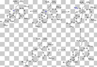 Amidophosphoribosyltransferase Glutamine Amidotransferase Glutaminase Phosphoribosyl Pyrophosphate Enzyme PNG
