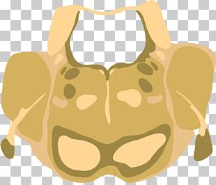 Pons Medulla Oblongata Brainstem Midbrain Metencephalon PNG