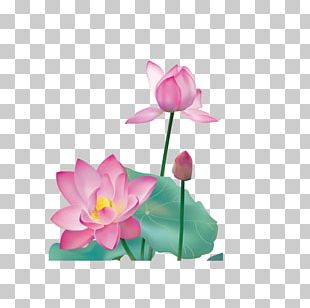 Nelumbo Nucifera Ink Wash Painting Chinese Painting PNG