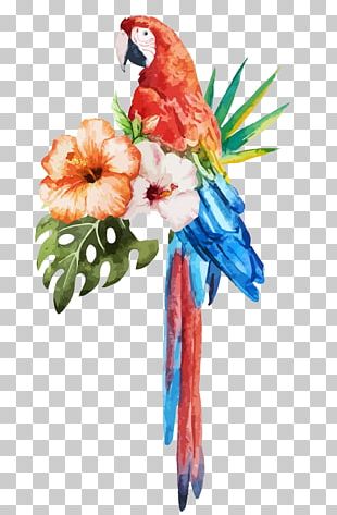 Parrot Bird Watercolor Painting Stock Photography PNG