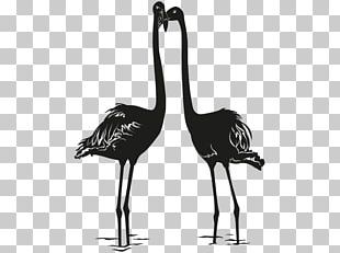 Bird Photography Drawing PNG