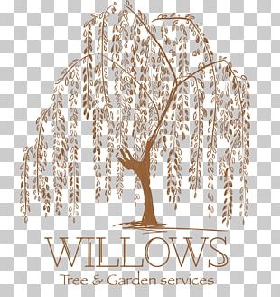 Weeping Willow Tattoo Artist Tree Drawing PNG