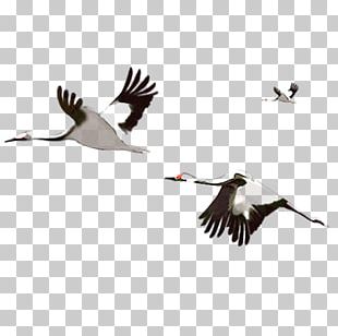 Crane Flight Water Bird PNG