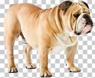 French Bulldog Rhodesian Ridgeback Dalmatian Dog Puppy PNG