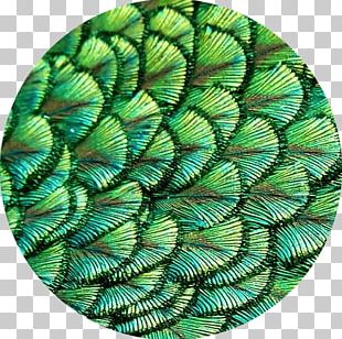 The Fractal Geometry Of Nature Patterns In Nature Nature Story Mathematics PNG