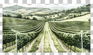 Italy Landscape - Vineyard Landscape PNG