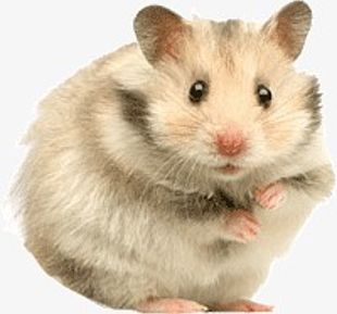 Hamsters Png Clipart Animals Cute Cute Animals Hamsters Clipart Little Free Png Download