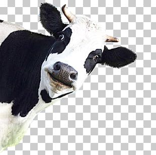 Holstein Friesian Cattle Brown Swiss Cattle Jersey Cattle PNG, Clipart ...